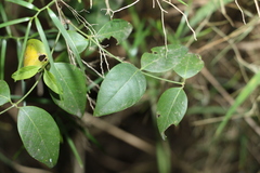 Secamone elliptica