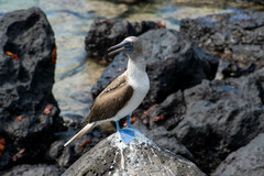 Sula nebouxii excisa