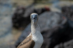 Sula nebouxii excisa