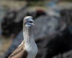 Sula nebouxii excisa