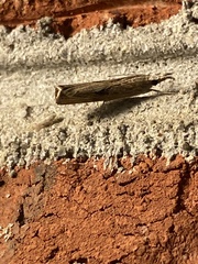 Parapediasia teterrellus