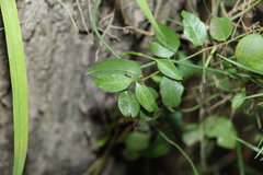 Secamone elliptica