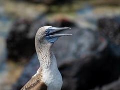 Sula nebouxii excisa