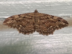 Rheumaptera meadii