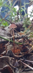 Marasmiineae