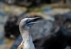 Sula nebouxii excisa