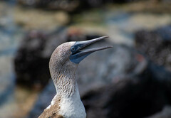 Sula nebouxii excisa