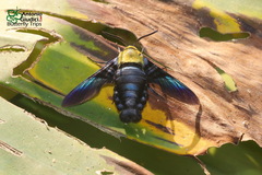 Sataspes tagalica
