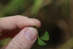 Secamone elliptica