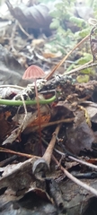 Marasmiineae