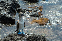 Sula nebouxii excisa