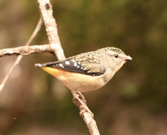 Pardalotus punctatus