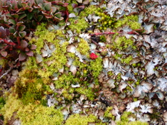 Disterigma empetrifolium