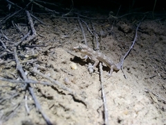 Alsophylax pipiens