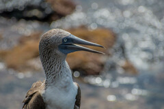 Sula nebouxii excisa