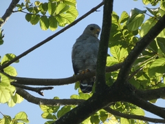 Buteo plagiatus