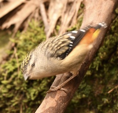 Pardalotus punctatus