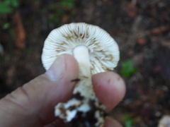 Amanita vaginata