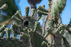 Opuntia galapageia
