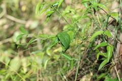 Secamone elliptica