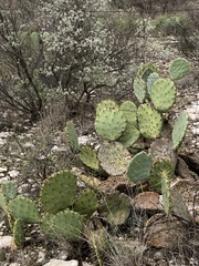 Opuntia orbiculata