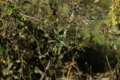 Alectryon diversifolius