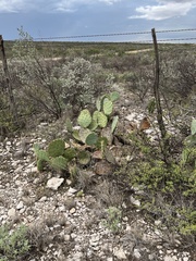 Opuntia orbiculata