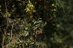 Alectryon diversifolius