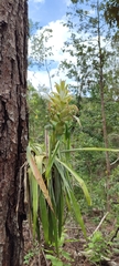 Tillandsia tillii