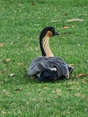 Branta sandvicensis