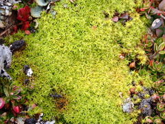 Tortella