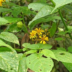 Munnozia