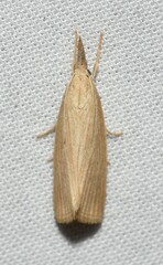 Diatraea evanescens
