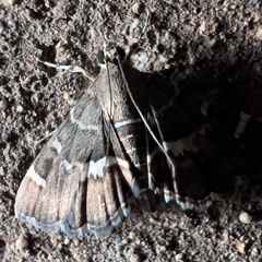 Hymenia perspectalis