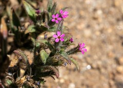 Microsteris gracilis