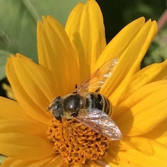 Eristalis stipator