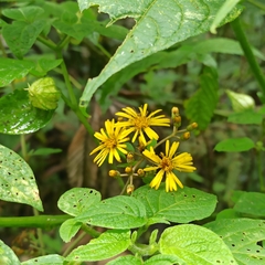Munnozia