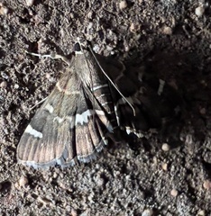 Hymenia perspectalis
