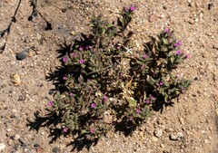 Microsteris gracilis