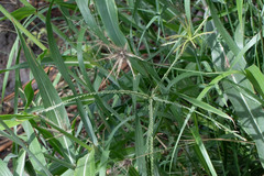 Eleusine indica