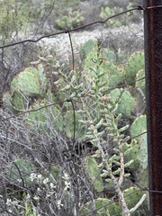 Cylindropuntia leptocaulis