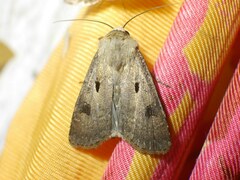 Agrotis exclamationis