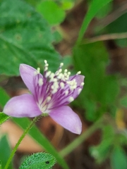 Cleome felina