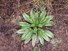 Eryngium foetidum