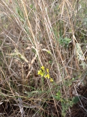 Sisymbrium polymorphum