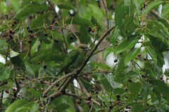 Psilopogon faiostrictus
