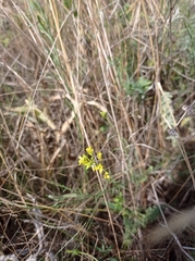 Sisymbrium polymorphum