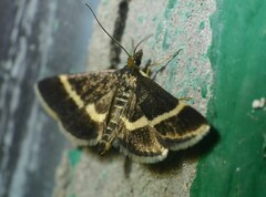 Pyrausta rectefascialis