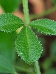 Cleome felina