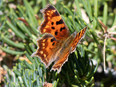 Polygonia faunus